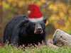08bearychristmas-160.gif