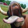 F7s-animal-mouth.jpg