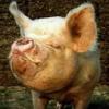 THE_HOG_160x160.jpg