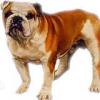 bulldog-08.jpg